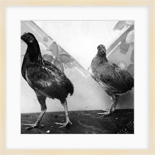 Manx bantams by George Bellett Cowen